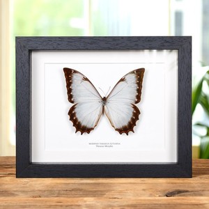 Morpho Theseus | eBay Morpho Theseus | eBay