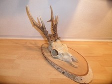 Reh Geweih Rehgeweih Rehbock Rehgehörn Jagd Horn auf Holzscheibe Nr. 36  2003