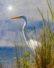 Great Egret #1 by Joseph Fisher Fine Art Print Wildlife Bird Nature 22x27