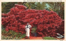 Southern Beauties Woman and Gorgeous Azalea Full Bloom Art Vintage Postcard 1985