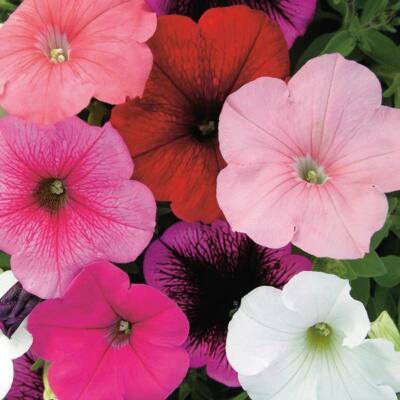 Petunie 'Karneval gemischt' F2-Pack Kings Qualität Blumensamen