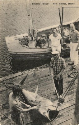 New Harbor Maine ME Tuna Landing Poland's Drug Store c1900s-10s Vintage Postcard