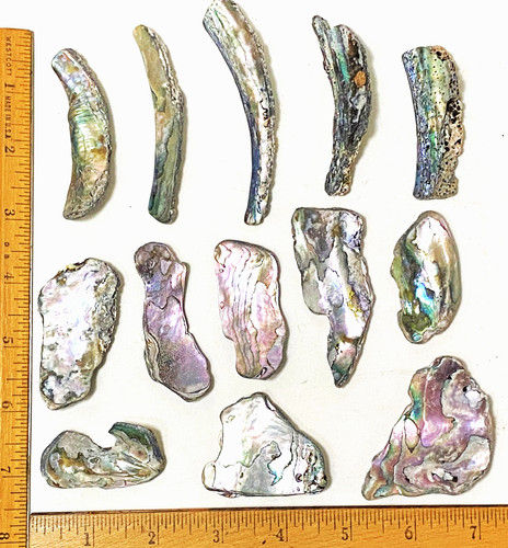 13 Pieces Abalone Shell NorCal Coast Found Surf Tumbled Crafts Jewelry 5.95oz