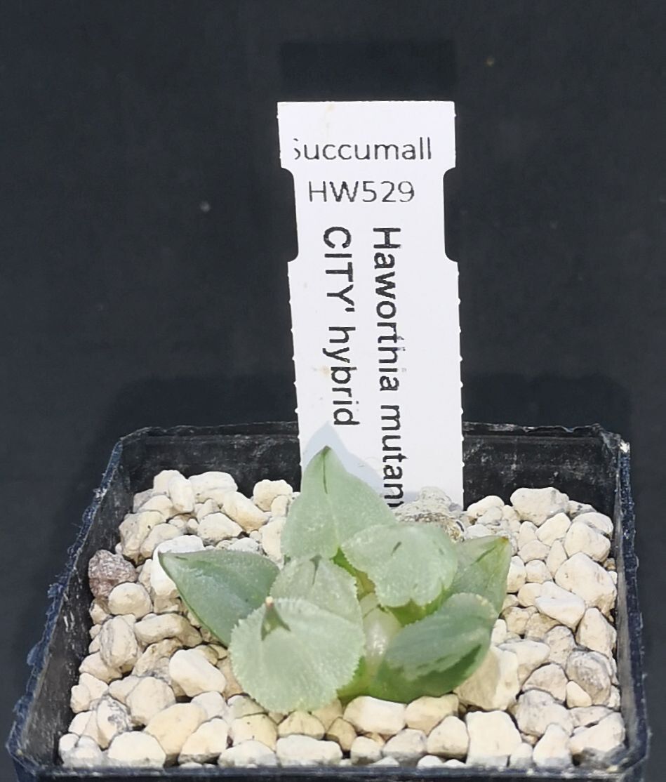 HW529 Haworthia mutant 'ICE CITY' hybrid, Phyto available | eBay