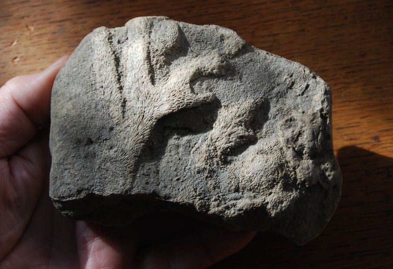 Fossil coral from the Devonian period, 350 million years ago, found in Michigan