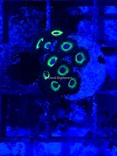 CE- WYSIWYG Alien Eye Zoa Zoanthid Frag Live Coral LPS SPS #R1GG1