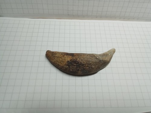 Ancient amulet bear fang in the Viking style Kievan Rus 8-11 centuries - Picture 5 of 7