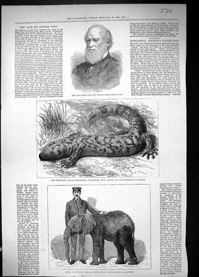 Alte 1882 George Grey Gifteidechse Mexiko Jingo afrikanischer Elefant Z viktorianisch