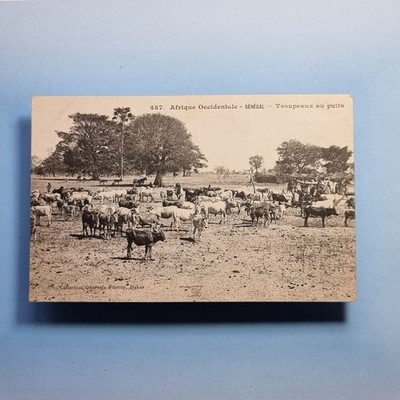 Senegal Postkarte um 1910 Afrika Viehzüchter und ihre Herde