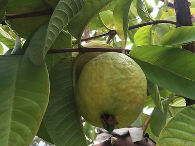 Ruby Fragrant Tropical Guava Seeds - Psidium Guajava, 50+ Seeds For Growing