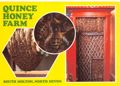 QUINCE HONEY FARM NORTH DEVON BRIEFKASTEN GEBRAUCHT UNBENUTZT GROSSE GRÖSSE SEHR GUT
