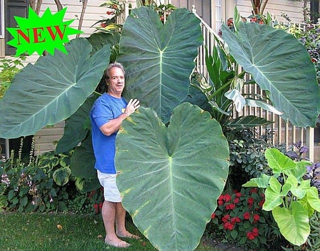 Elephant Ear Huge Taro Alocasia Macrorrhiza Small Plant