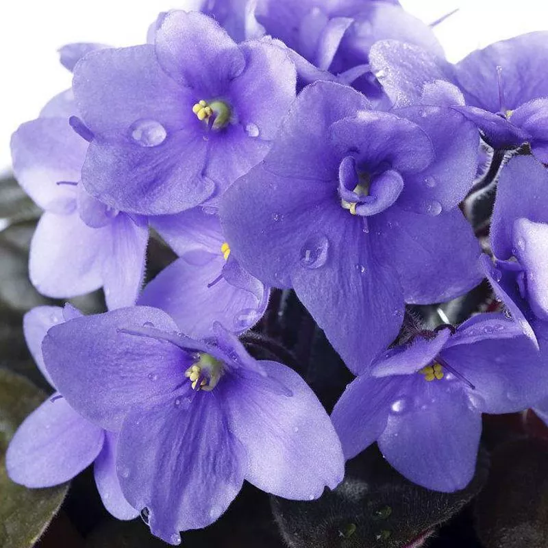 Sowing Violet Seeds A Comprehensive Guide to Cultivating Enchanting Violet Blooms