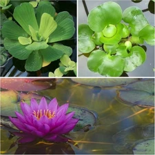 Live Water Lettuce Hyacinth Lily Tuber Bundle Floating Plants Aquatic Ponds