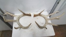 Big Ole 174" WHITETAIL DEER SHEDS Antlers mule mount taxidermy elk horns