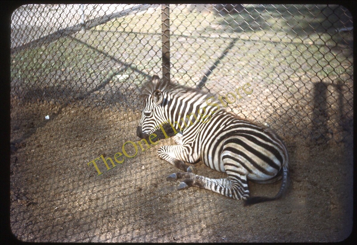 Zebra Zoo 1940s 35mm Slide Red Border Kodachrome Animal Cage