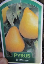 Birnenbaum 'Williams Christ' - winterharte Pflanze 150-170cm -  Birnbaum