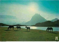 Animals - Horses - Pyrenean Art Collection - The Pyrenees - Horses in the mountains