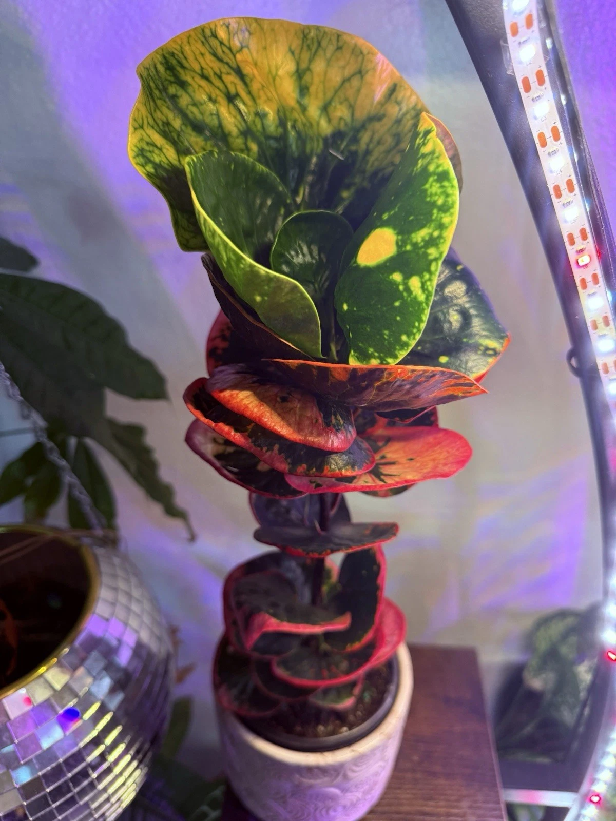croton plant Unique!