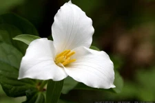4 Wild Woodland White TRILLIUM Native plant~Woodland gardens