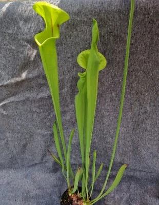 Sarracenia flava var flava{Fall Line, Columbia Co},fleischfressende Pflanzen, - Bild 1 von 2
