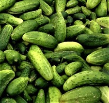 Boston Pickling Cucumber Seeds  NON-GMO 60+ SEEDS  --BUY 4 ITEMS FREE SHIPPING