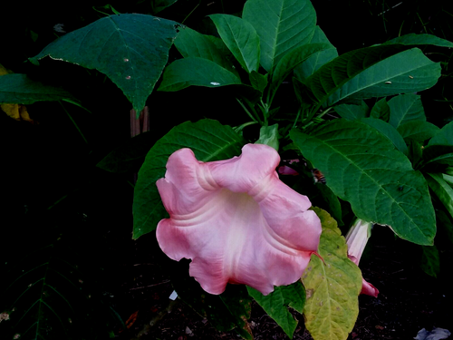 Angel Trumpet Isabella wonderful bloomer plant shipped in pot - Picture 4 of 4