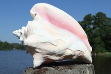 1-Beach Home Display Seashell,PINK CONCH SHELl, All Occasion Gifts,W-4