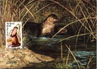 Dr Jim Stamps Maximum Card 22C River Otter First Day Issue