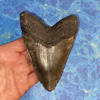 MEGALODON SHARK TOOTH 4.64” HUGE TEETH MEG SCUBA DIVER DIRECT FOSSIL NC 2051