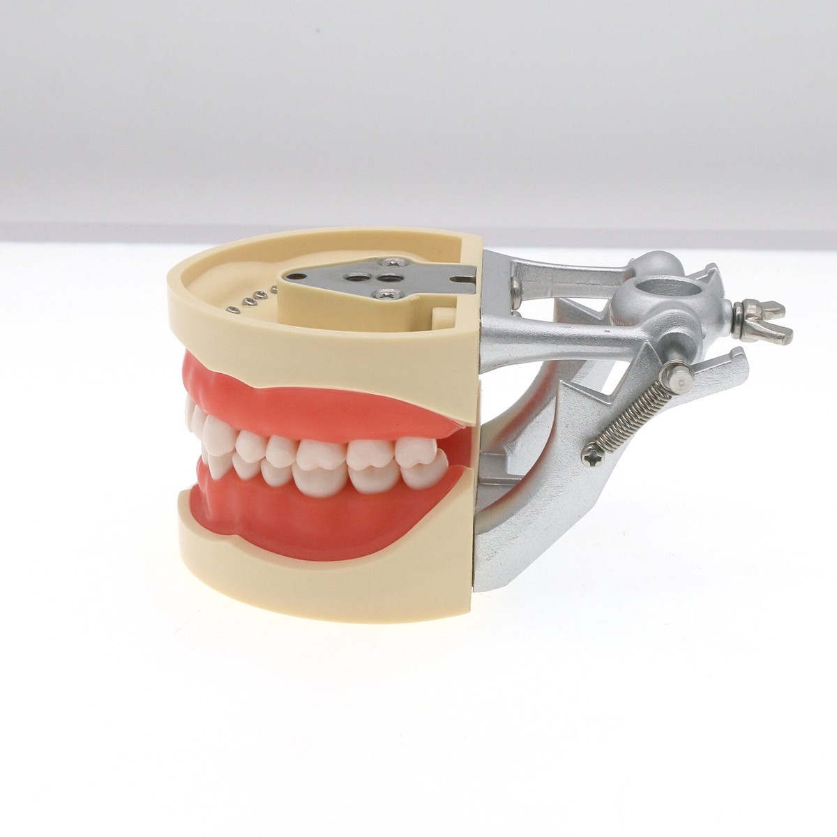その他 NISSIN DENTAL MODEL US Dental Typodont Model With Removable Teeth fit Kilgore
