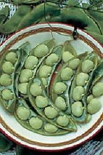 Bean Fordhook 242 (Lima Bush)    100 seeds