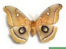 Saturniidae Antheraea polyphemus USA (insects...