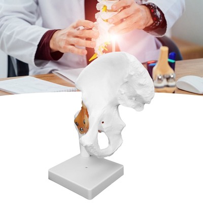 Professionelles Hip Bone Model Human Hip Joint Model Hip Joint Tea CUB