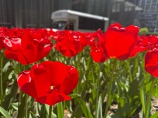 Digital Image Picture Wallpaper Background Desktop Spring Flowers Only 0.99 Cent