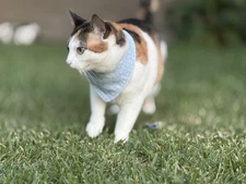 Handmade Bandana Style Cat Collar