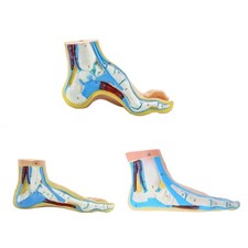 Foot Anatomical Model, Foot Anatomy Model Including Muscles, Ligaments