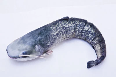 GABY DER EUROPÄISCHE WELS Stofftier 115cm Kuscheltier Kissen Fisch Plüschtier