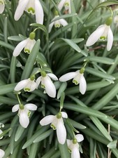 Twenty Snowdrop or Galanthus nivalis (Bulbs) Free Shipping UK
