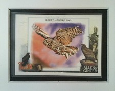 #TT-7 Great Horned Owl 2023 Topps Allen & Ginter TALONted