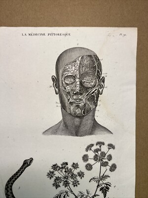 Antique Copper Table 1834 Anatomy Medicine Surgery Doctor Doctor Botany