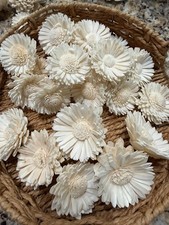 OYL  LUV Sola Wood Flowers 25 Daisy - 2"-3 1/2" Premium DIY Floral Supply