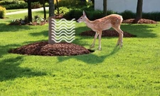 Vinyl Tree Guard Brown Wrap Protector W/Built in Repellent USA  QTY 3,6,12,35