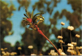 Dr Jim Stamps Australia 20C Pre Stamped Continental Postcard The Kangaroo Paw