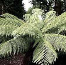 Shuttlecock Fern Plant Gigantic XXXXL (matteuccia struthi) fast Delivery 