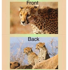 Cheetah Cheetahs Vinyl Checkbook Cover with Matching Bookmark