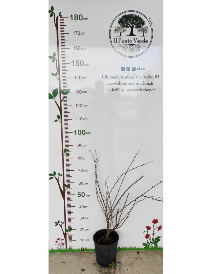 Pianta di Uva Spina Rossa in vaso da 20 cm - Immagine 2 di 3