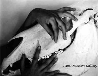 Georgia O'Keefe's Hands on a Horse Skull by Alfred Stieglitz - Photo Print