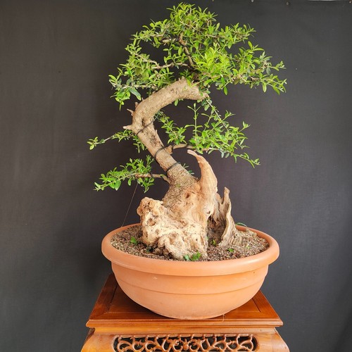 VORBONSAI OLIVENEXEMPLAR