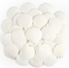 20 PCS Scallop Shells Natural Seashell, 2.3" to 3.5" White Scallop Shells Large